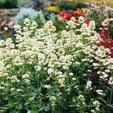 Image result for Centranthus