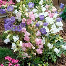 Canterbury Bells Flower Effects Best Flower Wallpaper