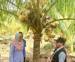 Memberi sumbangan kepada pekebun kecil kelapa ialah mardi (4.6%). Anim Agro Technology Kelapa Matag Satu Analisis