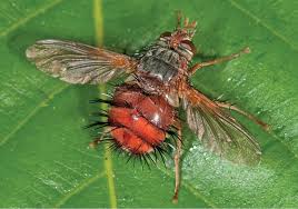 Image result for Terminalia sericea ×  trichopoda