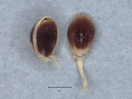 Image result for Melanospermum