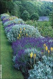 Mixed Flower Border With Diy Love The Lavender Beautiful Gardens Plants Outdoor Gardens