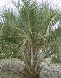 After photographing the various butia odoratas at the huntington for years, i have discovered that fruit size. Wine Jelly Palm Seeds Butia Capitata Online Plant Nursery