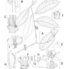 Image result for Tricalysia bagshawei