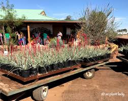 Image result for Cordia afra