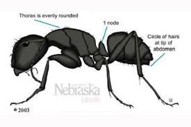 Having a harpist at your next event will surely. Pest Of The Month Carpenter Ants Nebraska Extension Community Environment Nebraska