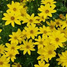 Image result for Bidens kirkii