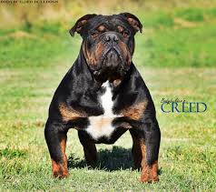 Albany, ga (aby) asheville, nc (ash). Olde English Bulldogge Breeders Shipping To Georgia