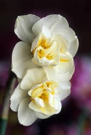 Narcissus Birth Month Flower December Would Love This As The Tattoo On My Shoulder Maybe December Flower Tattoo Birth Month Flowers December Birth Flower