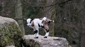 Goat, Cub, Small, Cute, Rock