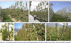 There are perhaps a dozen different systems that let you cram lots of apples into a small space, and each one is managed a little differently. Pdf A Vision For Apple Orchard Systems Of The Future Semantic Scholar