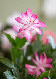 The usual thing to be considered when taking care of an indoor plant is the harm it can cause cats and dogs find plants and flowers so attractive. 15 Pet Friendly Houseplants That Add Greenery To Your Home Without The Worry Dog Safe Plants Cat Safe Plants Plants