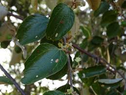 Image result for Ziziphus mauritiana