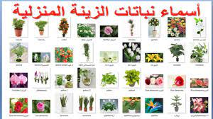 أسماء نباتات الزينة المنزلية youtube indoor trees table decorations decor