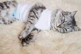 Normalerweise findet die operation statt, wenn die katze etwa sechs monate alt ist. Wann Sollte Man Katzen Kastrieren Tierischehelden