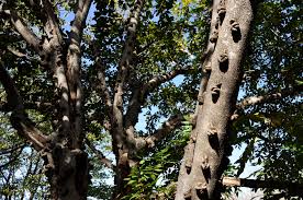 Image result for Ficus chirindensis