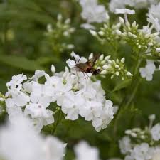 We did not find results for: 15 Most Fragrant Outdoor Flowers Best Smelling Plants For Garden