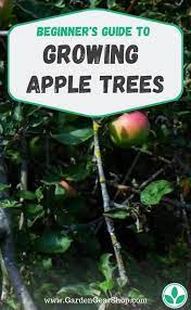 How To Grow Apple Trees Video Apple Tree Gardening Apple Tree From Seed Fruit Trees