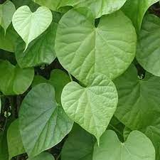 We did not find results for: Segudang Manfaat Brotowali Bagi Kesehatan Turunkan Gula Darah Dan Hambat Sel Kanker