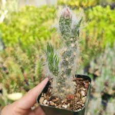 Image result for Austrocylindropuntia