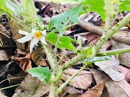 Image result for Solanum schumannianum