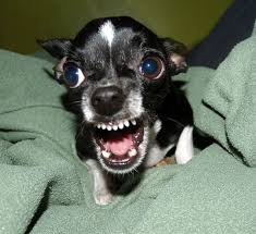 Chihuahua should be considered rodents. Chihuahua Temperament The Good The Bad And The Ugly Pethelpful