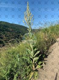 Image result for Anticharis