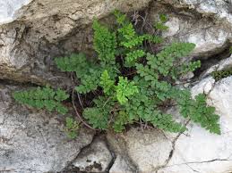 Image result for Cheilanthes involuta