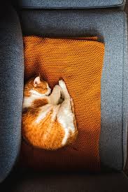 So i don't wake up every time my own cat decides he wants treats at 3 in the morning. Orange And White Cat Sleeping On A Blanket On A Couch Inside A House Photograph By Cavan Images