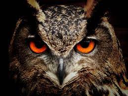Download gambar burung hantu hd. Braune Und Schwarze Eule Starren Kostenloses Stock Foto