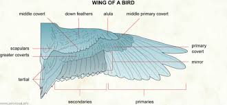 Pin On Art Anatomy
