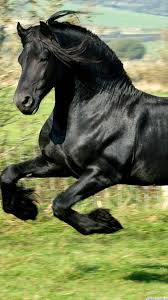 Http Mobw Org 18689 Black Horse Wallpaper For Mobile Html Black Horse Wallpaper For Mobile Horses Friesian Horse Horse Love