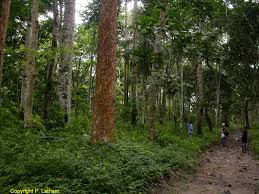 Image result for Pericopsis elata