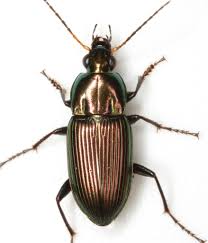 Image result for Poecilostachys