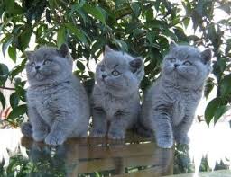 The british shorthair is solid and muscular with an easygoing personality. Pin By Jean On Cuteness Cats Cute Cats Kittens