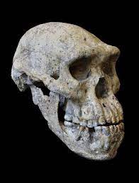 5 Skulls That Shook Up The Story Of Human Evolution Discover Magazine Skull Human Evolution Evolution