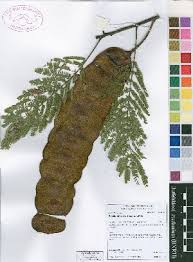 Image result for Entada abyssinica