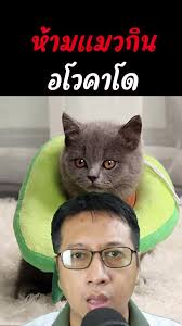 แมวห้ามกิน: อันตรายจากช็อคโกแลตและอะโวคาโด