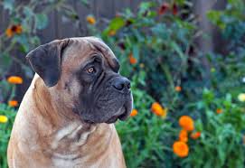Maybe you would like to learn more about one of these? Boerboel Charakter Wesen Erziehung Haltung Hunde Fan De