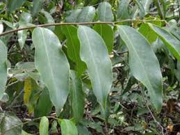 Image result for Monanthotaxis buchananii