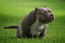 Are there any blue pitbull breeders in florida? Top American Bully Kennels American Bully Kennels American Bully Pocket Bully