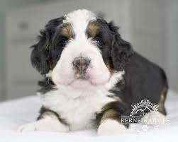 Our first berner (febie) came from germany, but we spent many years learning about the breed, meeting breeders, and waiting for the right puppy. What Is A Mini Bernedoodle Mini Bernedoodle Puppies