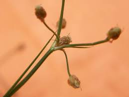 Image result for Fimbristylis quinquangularis