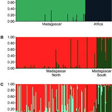 Image result for Loudetia lanata