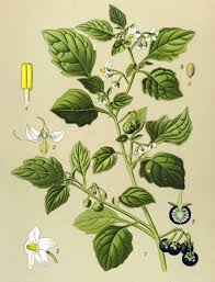Image result for Solanum scabrum