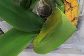 Crown rot typically occurs when excess water gets trapped in the crown, also known as the area where an orchid's leaves meet its stem. Orchid Warning Signs Diseases Your Orchid Questions