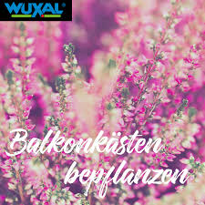 Balkonkasten Bepflanzen Die Zeit Der Sommerblumen In Den Balkonkasten Ist Vorbei Jedoch Gibt Es Viele Andere Balkonkasten Bepflanzen Sommerblumen Winterheide