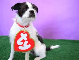 Adorable Dog Halloween Costumes To Diy That Are Budget Friendly