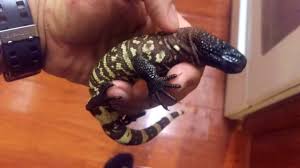 Choose your favorite mexican beaded lizard. Baby Beaded Lizard Youtube