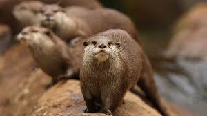 The otter is one of the few mammals that use tools. Otter San Diego Zoo Animals Plants